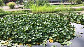 Free download Aquatic Plants Intro video and edit with RedcoolMedia movie maker MovieStudio video editor online and AudioStudio audio editor onlin