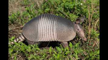 Free download Armadillos - The Horndogs of the Animal Kingdom � video and edit with RedcoolMedia movie maker MovieStudio video editor online and AudioStudio audio editor onlin
