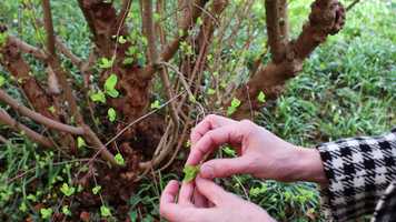 Free download arnold_film_vimeo video and edit with RedcoolMedia movie maker MovieStudio video editor online and AudioStudio audio editor onlin