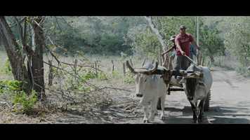 Free download Artemisa Hospital Animal Nicaragua - NGO Donation video and edit with RedcoolMedia movie maker MovieStudio video editor online and AudioStudio audio editor onlin