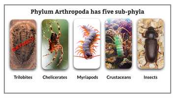 Free download Arthropods video and edit with RedcoolMedia movie maker MovieStudio video editor online and AudioStudio audio editor onlin