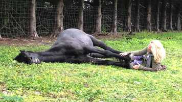 Free download A still mind nurtures trust video and edit with RedcoolMedia movie maker MovieStudio video editor online and AudioStudio audio editor onlin