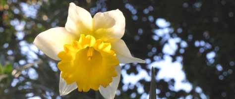 Free download A stress free minute during covid-19 video and edit with RedcoolMedia movie maker MovieStudio video editor online and AudioStudio audio editor onlin