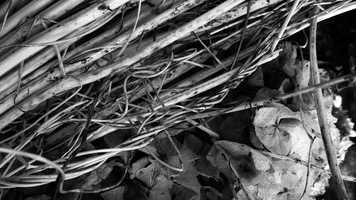 Free download as we are, so we see (2) video and edit with RedcoolMedia movie maker MovieStudio video editor online and AudioStudio audio editor onlin