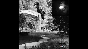 Free download A tale of two nights. video and edit with RedcoolMedia movie maker MovieStudio video editor online and AudioStudio audio editor onlin