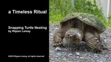 Free download a Timeless Ritual - Snapping Turtle Nesting video and edit with RedcoolMedia movie maker MovieStudio video editor online and AudioStudio audio editor onlin