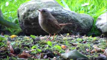 Free download A tiny guest - Der kleinste Vogel ganz gro video and edit with RedcoolMedia movie maker MovieStudio video editor online and AudioStudio audio editor onlin