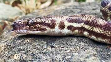 Free download Australian Animal video and edit with RedcoolMedia movie maker MovieStudio video editor online and AudioStudio audio editor onlin