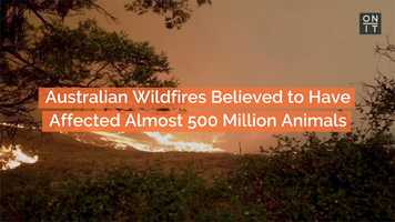 Free download Australian Wildfires Believed to Have Affected Almost 500 Million Animals video and edit with RedcoolMedia movie maker MovieStudio video editor online and AudioStudio audio editor onlin