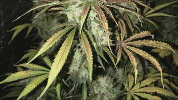 Free download семена конопли Auto White Widow video and edit with RedcoolMedia movie maker MovieStudio video editor online and AudioStudio audio editor onlin