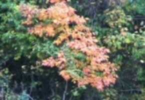 Free download Autumn Colors 6 (Standard 4:3) video and edit with RedcoolMedia movie maker MovieStudio video editor online and AudioStudio audio editor onlin