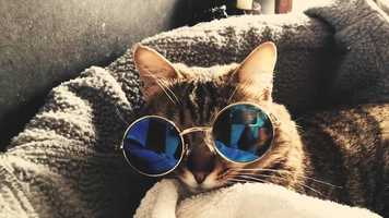 Free download Average Corona day at home! video and edit with RedcoolMedia movie maker MovieStudio video editor online and AudioStudio audio editor onlin