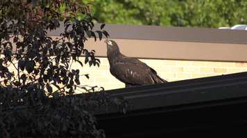 Free download AVON LAKE 7 11 2020 video and edit with RedcoolMedia movie maker MovieStudio video editor online and AudioStudio audio editor onlin