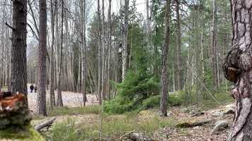 Free download A walk in the woods - A Stockholm Minute episode 473 video and edit with RedcoolMedia movie maker MovieStudio video editor online and AudioStudio audio editor onlin