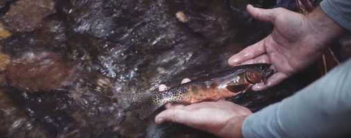 Free download A Warriors Story - A Fly Fishing Film video and edit with RedcoolMedia movie maker MovieStudio video editor online and AudioStudio audio editor onlin