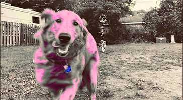 Free download A Weeks Worth of Wagventures Pt. II video and edit with RedcoolMedia movie maker MovieStudio video editor online and AudioStudio audio editor onlin