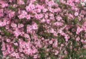 Free download Azalea 1 video and edit with RedcoolMedia movie maker MovieStudio video editor online and AudioStudio audio editor onlin