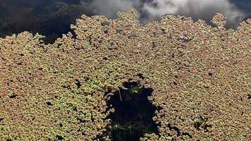 Free download Azolla Close-Up (no voice) video and edit with RedcoolMedia movie maker MovieStudio video editor online and AudioStudio audio editor onlin