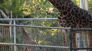 Free download Baby 6 Day Old Giraffe Running and Playing With Mama at San Diego Zoo 2021 | Cute Animals video and edit with RedcoolMedia movie maker MovieStudio video editor online and AudioStudio audio editor onlin