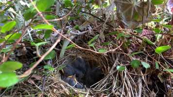 Free download Baby Juncos 2020 video and edit with RedcoolMedia movie maker MovieStudio video editor online and AudioStudio audio editor onlin