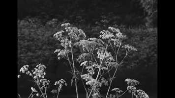 Free download Back to country life video and edit with RedcoolMedia movie maker MovieStudio video editor online and AudioStudio audio editor onlin