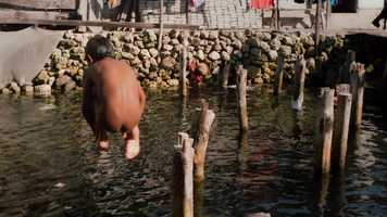 Free download BAJO. The Guardians of The Reef (Official Trailer) video and edit with RedcoolMedia movie maker MovieStudio video editor online and AudioStudio audio editor onlin