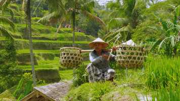 Free download Bali - 2019 video and edit with RedcoolMedia movie maker MovieStudio video editor online and AudioStudio audio editor onlin