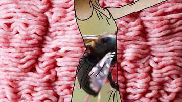 Free download Ballerina Rotoscope video and edit with RedcoolMedia movie maker MovieStudio video editor online and AudioStudio audio editor onlin