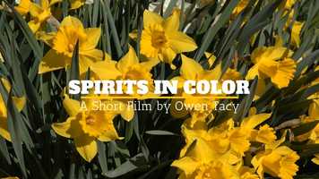 Free download Barbara and her Daffodils video and edit with RedcoolMedia movie maker MovieStudio video editor online and AudioStudio audio editor onlin