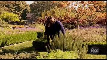 Free download barely contessa - ashes to ashes, ruff to ruff * video and edit with RedcoolMedia movie maker MovieStudio video editor online and AudioStudio audio editor onlin