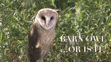 Free download Barn owl...or is it? video and edit with RedcoolMedia movie maker MovieStudio video editor online and AudioStudio audio editor onlin