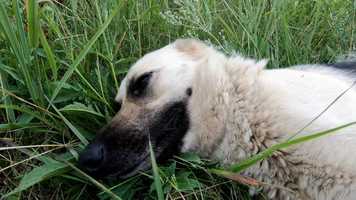 Free download Basic First Aid for Animals: Page 28 (b) video and edit with RedcoolMedia movie maker MovieStudio video editor online and AudioStudio audio editor onlin