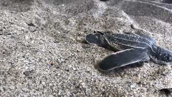 Free download Beaches by William Y10 - Selected in Action  Sports video and edit with RedcoolMedia movie maker MovieStudio video editor online and AudioStudio audio editor onlin