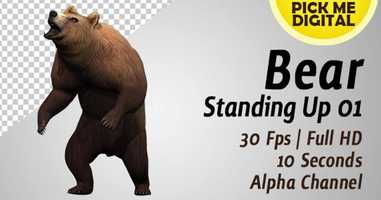 Free download Bear Standing Up 01 | Motion Graphics - Envato elements video and edit with RedcoolMedia movie maker MovieStudio video editor online and AudioStudio audio editor onlin