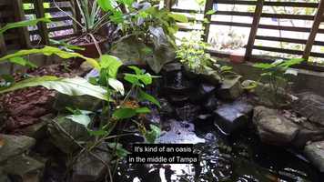 Free download Beautification and Education: Support the USF Botanical Gardens video and edit with RedcoolMedia movie maker MovieStudio video editor online and AudioStudio audio editor onlin