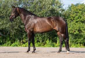 Free download Beautiful 6yo elite mare with great movements | Dontango x Sandro Hit video and edit with RedcoolMedia movie maker MovieStudio video editor online and AudioStudio audio editor onlin