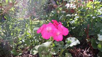 Free download Bedminsters Virtual Secret Gardens 2020 video and edit with RedcoolMedia movie maker MovieStudio video editor online and AudioStudio audio editor onlin