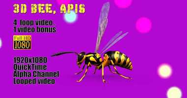 Free download Bee Apis | Motion Graphics - Envato elements video and edit with RedcoolMedia movie maker MovieStudio video editor online and AudioStudio audio editor onlin