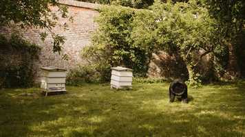 Free download Beehave - Marlene Huissoud for Sir Ian Blatchford video and edit with RedcoolMedia movie maker MovieStudio video editor online and AudioStudio audio editor onlin