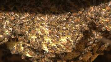 Free download Bee Removal Specialists video and edit with RedcoolMedia movie maker MovieStudio video editor online and AudioStudio audio editor onlin