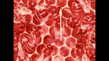 Free download (bees and ears) video and edit with RedcoolMedia movie maker MovieStudio video editor online and AudioStudio audio editor onlin