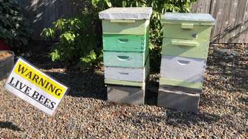 Free download Bees (no sound) video and edit with RedcoolMedia movie maker MovieStudio video editor online and AudioStudio audio editor onlin