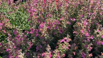 Free download Bees on Flowers 1 (no voice) video and edit with RedcoolMedia movie maker MovieStudio video editor online and AudioStudio audio editor onlin