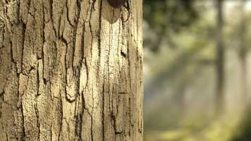 Free download Beetle video and edit with RedcoolMedia movie maker MovieStudio video editor online and AudioStudio audio editor onlin