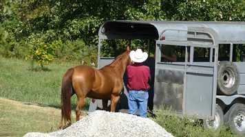 Free download Bella learning to load 9-2-20 video and edit with RedcoolMedia movie maker MovieStudio video editor online and AudioStudio audio editor onlin