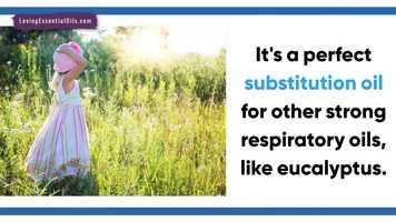 Free download Benefits of Diffusing Cedarwood​​ Essential Oil for Aromatherapy video and edit with RedcoolMedia movie maker MovieStudio video editor online and AudioStudio audio editor onlin