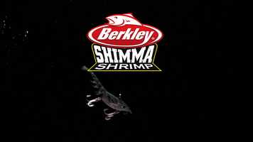 Free download Berkley-Shimma-Shrimp-Swim-Action-38sec video and edit with RedcoolMedia movie maker MovieStudio video editor online and AudioStudio audio editor onlin