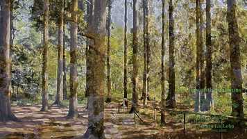 Free download Best Relaxation Music Collection Video 15 The bay of the dolphins video and edit with RedcoolMedia movie maker MovieStudio video editor online and AudioStudio audio editor onlin