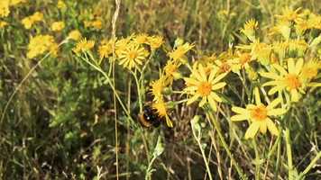 Free download BIENEN FILM FINALE video and edit with RedcoolMedia movie maker MovieStudio video editor online and AudioStudio audio editor onlin