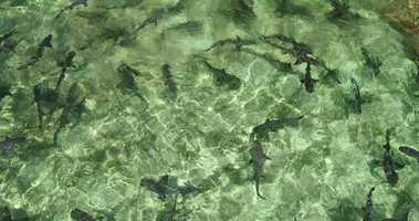 Free download Bimini Island | The Bahamas | 201905 | PIT 2019 |Lemon Sharks in PIT Pen | 001 video and edit with RedcoolMedia movie maker MovieStudio video editor online and AudioStudio audio editor onlin